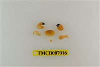 藏品(礁石假團扇蟹)的圖片